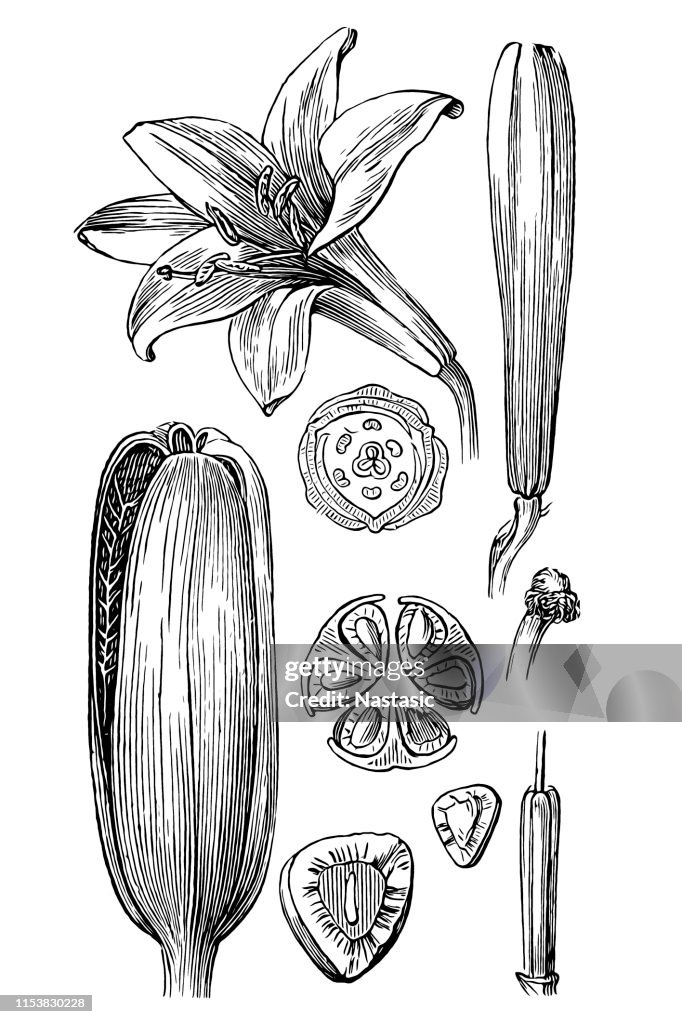 Lilium candidum, Madonna lily