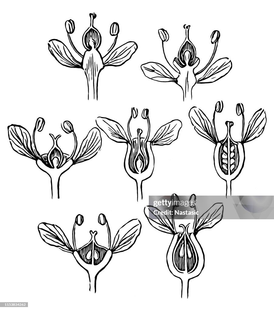 Flower development