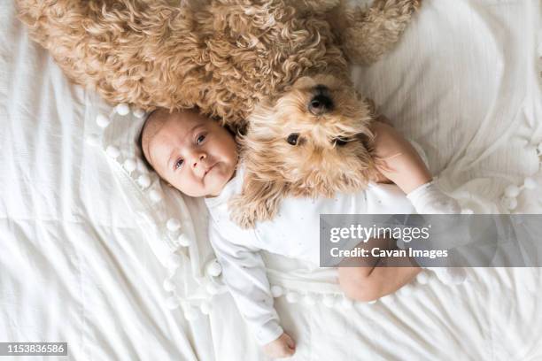 baby laying next to dog - baby mammal stock pictures, royalty-free photos & images