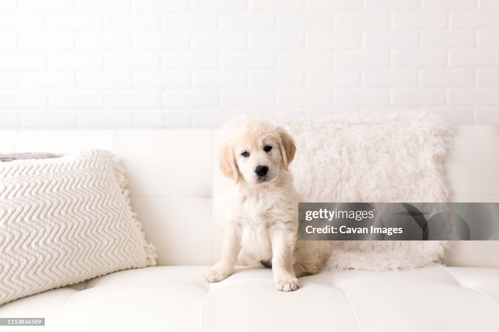 Golden Retriever Puppy on White Couch