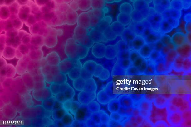 shape of bacterial cell: cocci, bacilli, spirilla bacteria - staphylococcus aureus stockfoto's en -beelden