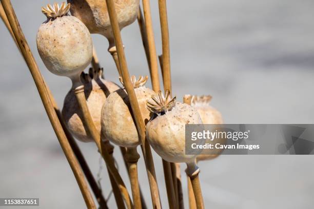 dried poppy heads in view - mohn pflanze stock-fotos und bilder