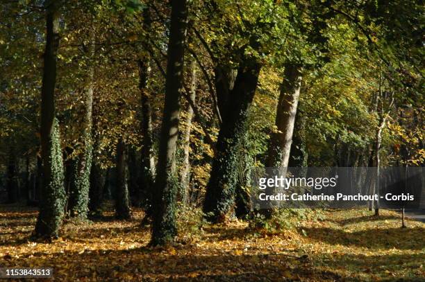 The park of Maisons-Laffitte of 333 ha created by architect François Mansart who built the castle in 1651, on October 7, 2018. Parisian banker...