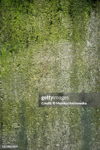 rusty stone wall green texture background - musgo - fotografias e filmes do acervo