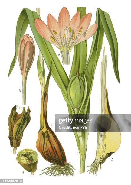 autumn crocus, meadow saffron - crocus stock illustrations