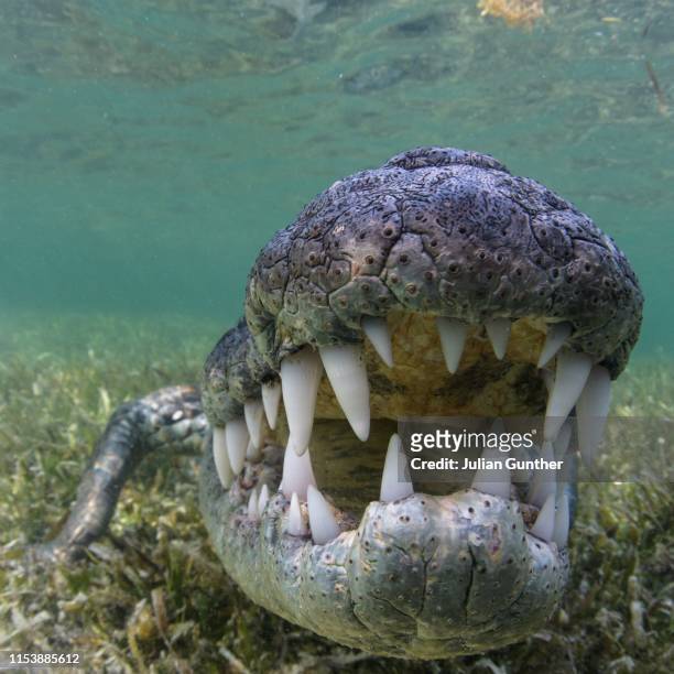 american crocodile opens its jaws for a cameraman - animal teeth fotografías e imágenes de stock