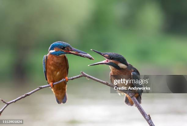 male common kingfisher isfeeding a young common kingfisher - young bird stock pictures, royalty-free photos & images
