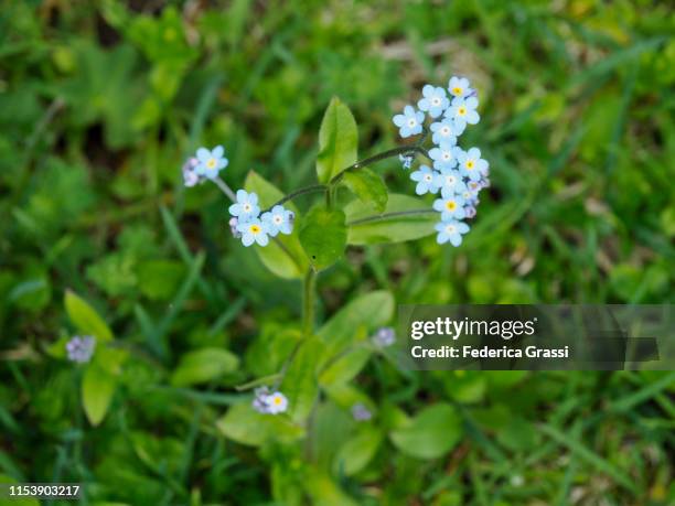 forget-me-not (myosotis arvensis) flowering in formazza valley - myosotis arvensis stock pictures, royalty-free photos & images