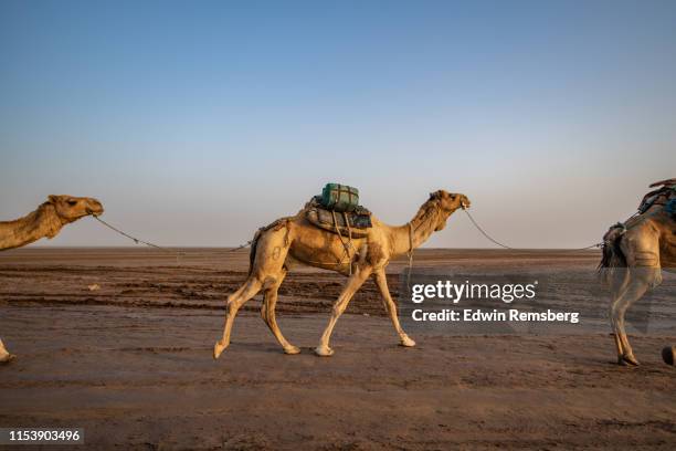 camel pack - dromedaris stockfoto's en -beelden