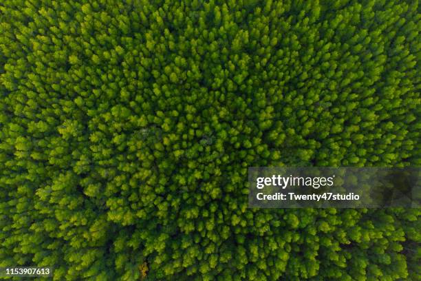 aerial view of forest, texture of mangrove forest  from above - high angle view fotografías e imágenes de stock