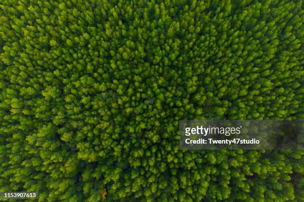aerial view of forest, texture of mangrove forest  from above - foresta foto e immagini stock
