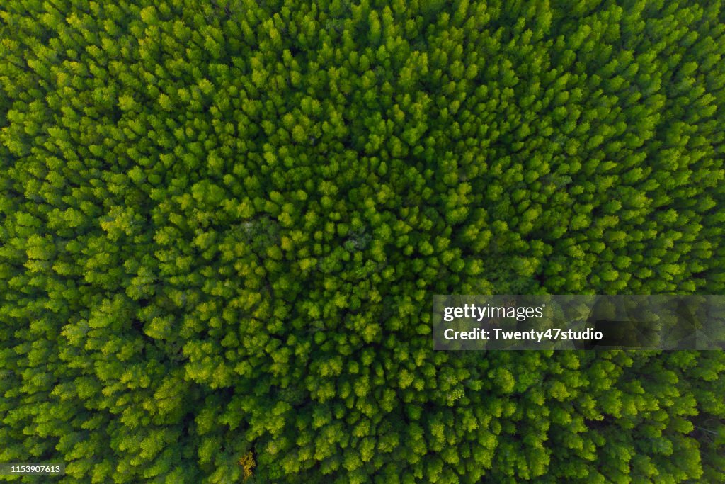 Aerial view of forest, Texture of mangrove forest  from above