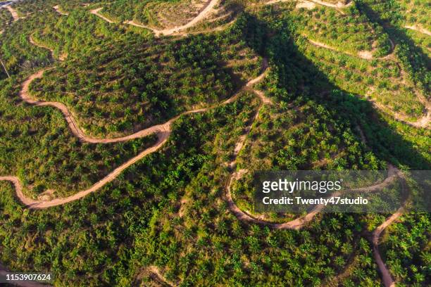 aerial view of palm plantation on hill in east asia - rainforest destruction stock pictures, royalty-free photos & images