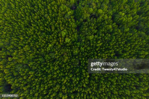 aerial view of forest, texture of mangrove forest from above - grass area stock pictures, royalty-free photos & images