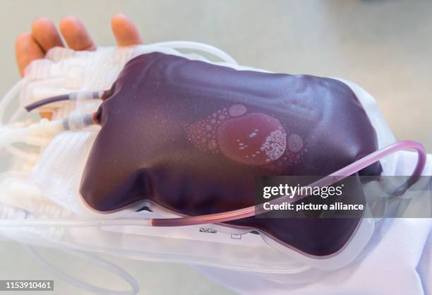 July 2019, Saxony, Dresden: A fresh blood supply is in the hands of an employee at the DRK Blood Donation Service North-East. Photo: Robert...