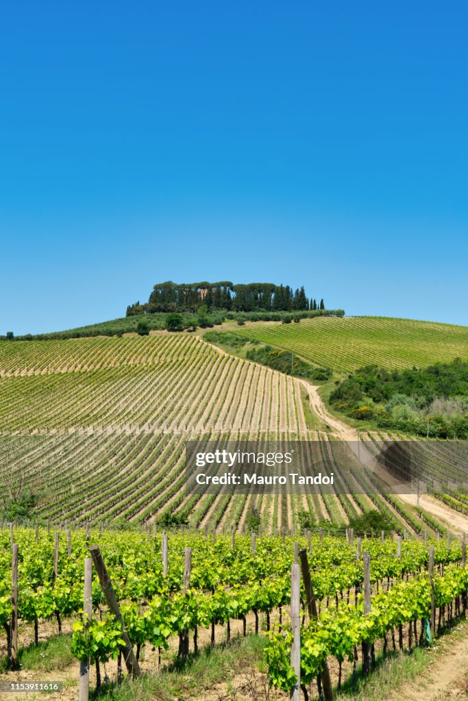 Vineyard in Siena Province, Tuscany, Italy