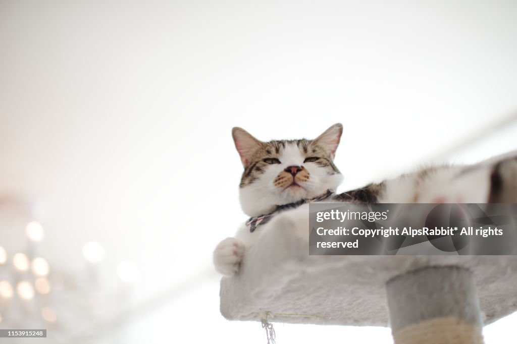 Cat relaxing on a scratching post