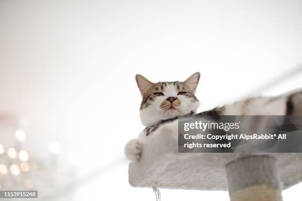 cat relaxing on a scratching post - scratching post stock pictures, royalty-free photos & images