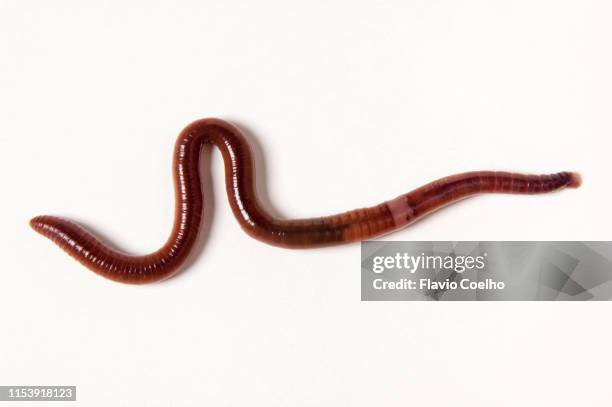 red californian earthworm (eisenia fetida) - earthworm stock-fotos und bilder