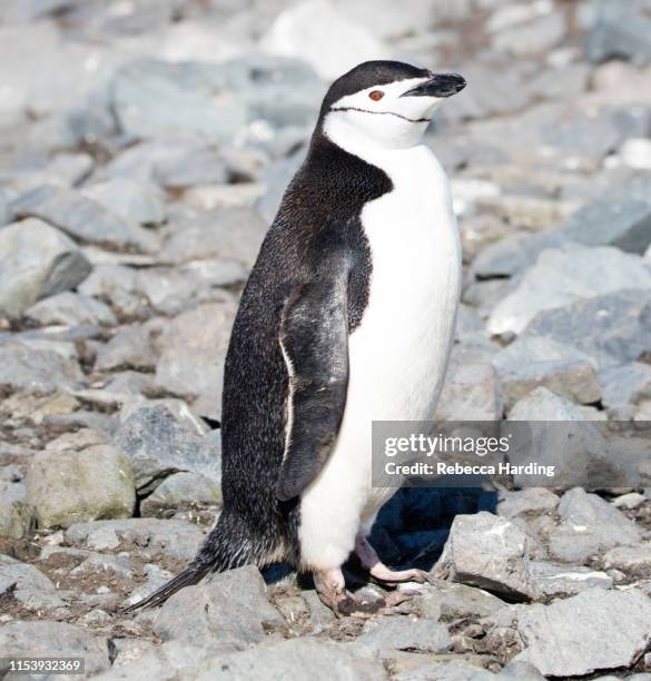 gentoo penguins and chinstrap penguins, antarctica - chinstrap penguin fotografías e imágenes de stock