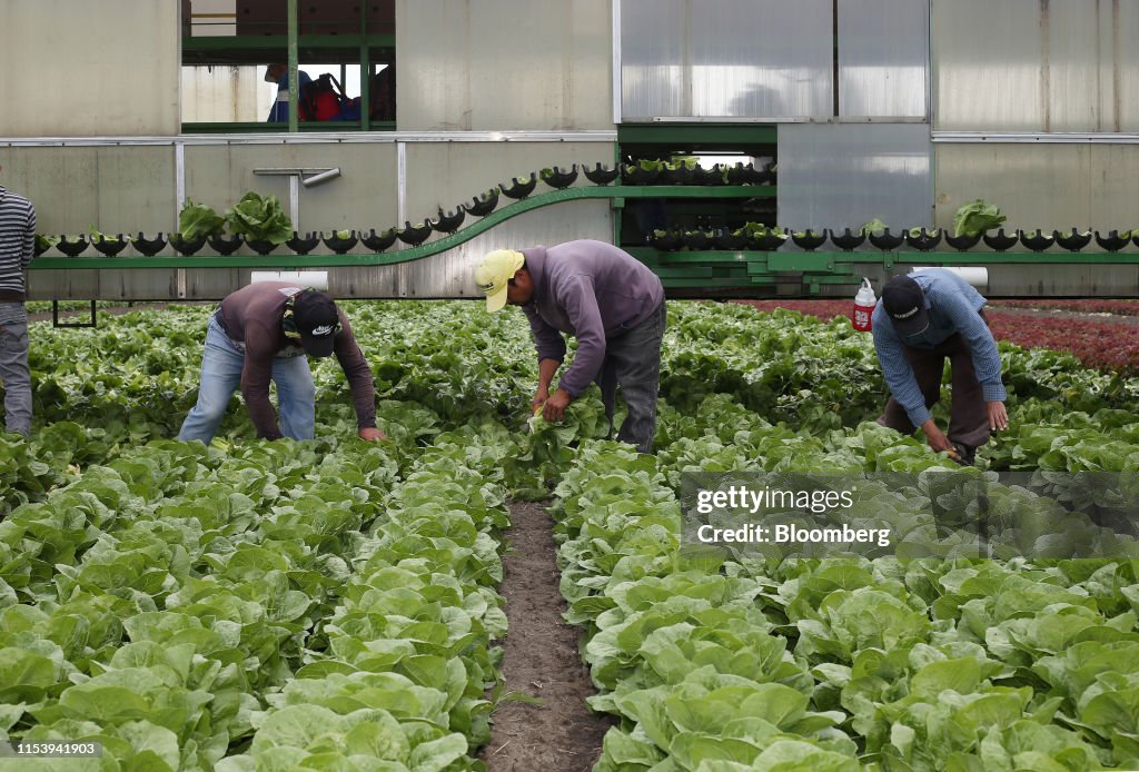 Lettuce Harvest As Manitoba Sees Dry First Half Of Year