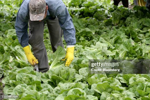 Worker harvests romaine lettuce at Itzke River Farm near St. Francois Xavier, Manitoba, Canada, on Wednesday, July 3, 2019. Winnipeg has seen the...