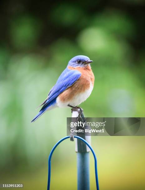 ost-bluebird - eastern bluebird stock-fotos und bilder