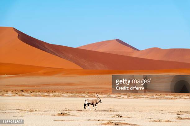 lone oryx et les dunes de sossus, namibie - désert du namib photos et images de collection