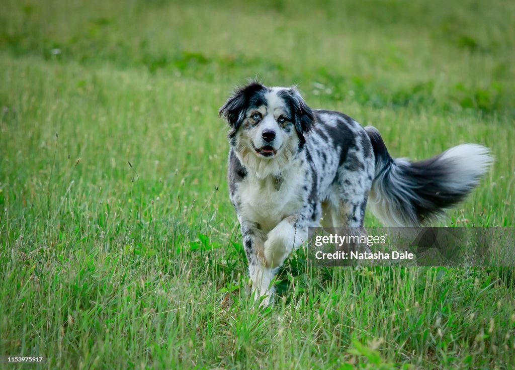 Australian shepherd dog