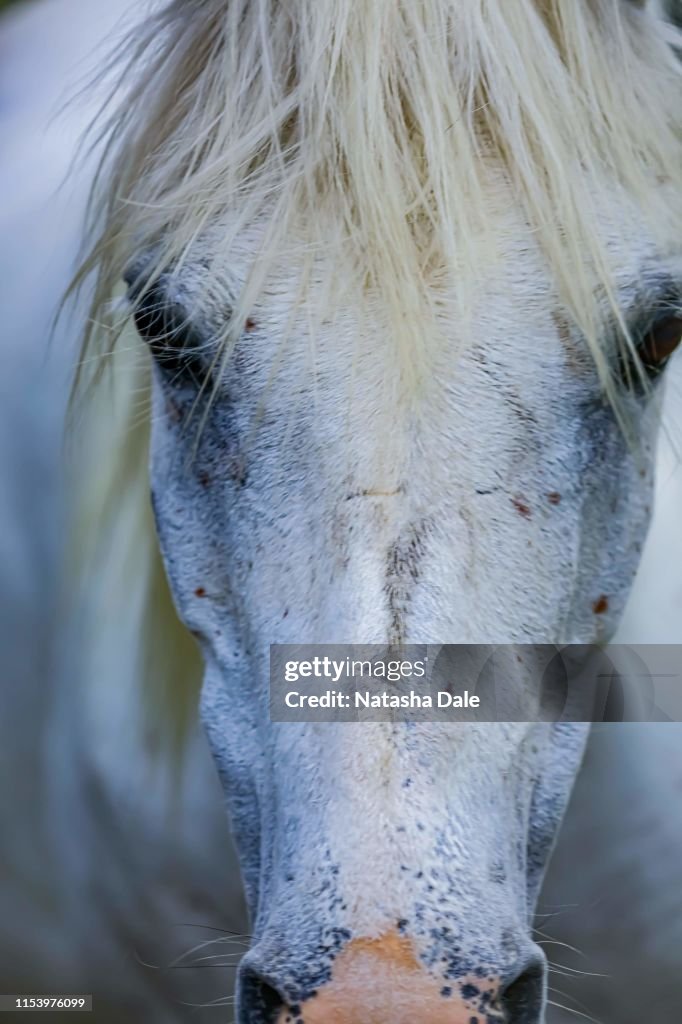 White horse