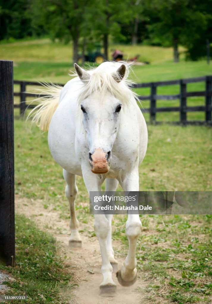 White horse