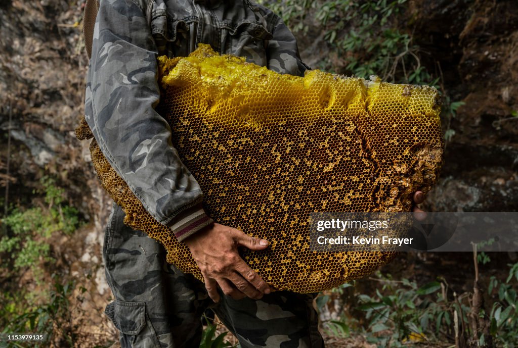 Yunnan Honey Hunters Scale Cliffs For Liquid Gold