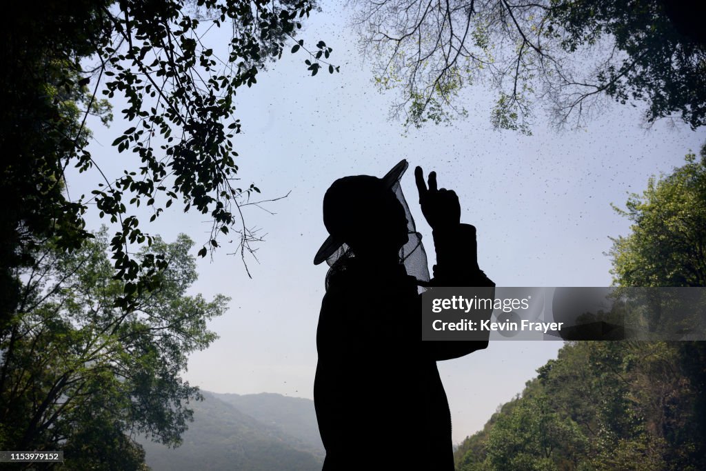 Yunnan Honey Hunters Scale Cliffs For Liquid Gold