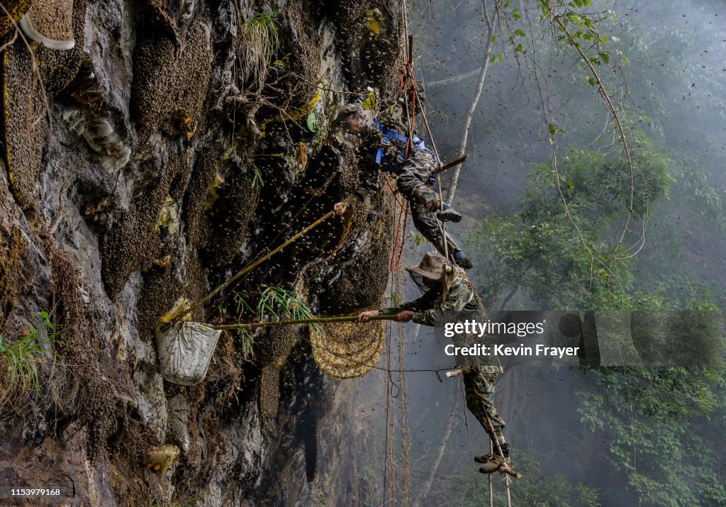 Yunnan Honey Hunters Scale Cliffs For Liquid Gold