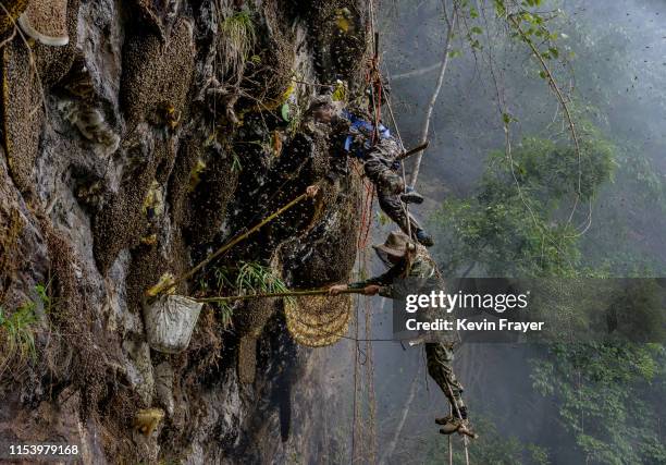 Chinese ethnic Lisu honey hunters Dong Haifa, top, and Mi Qiaoyun stand on a makeshift rope ladder as they are surrounded by bees as they work...