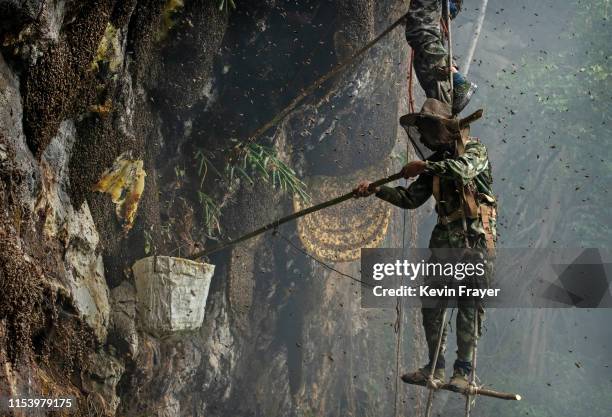 Chinese ethnic Lisu honey hunter Mi Qiaoyun is surrounded by bees as he stands on a makeshift ladder while gathering wild cliff honey from hives in a...