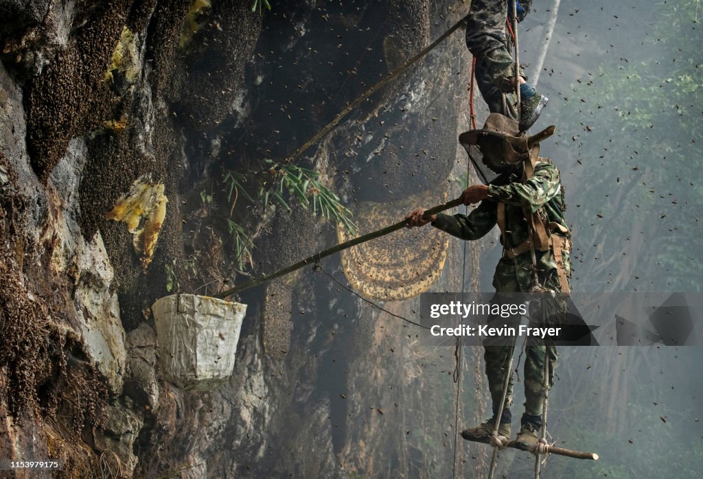 Yunnan Honey Hunters Scale Cliffs For Liquid Gold