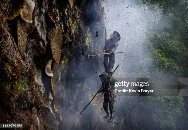 Chinese ethnic Lisu honey hunters Dong Haifa, top, and Mi Qiaoyun stand on a makeshift rope ladder as they are surrounded by bees as they work...