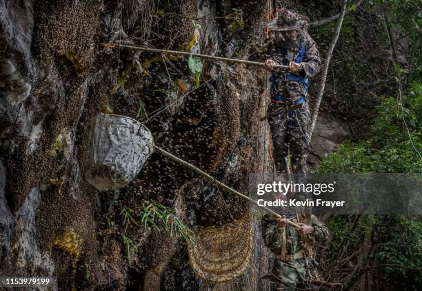 Chinese ethnic Lisu honey hunters Dong Haifa, top, and Mi Qiaoyun stand on a makeshift rope ladder as they are surrounded by bees as they work...