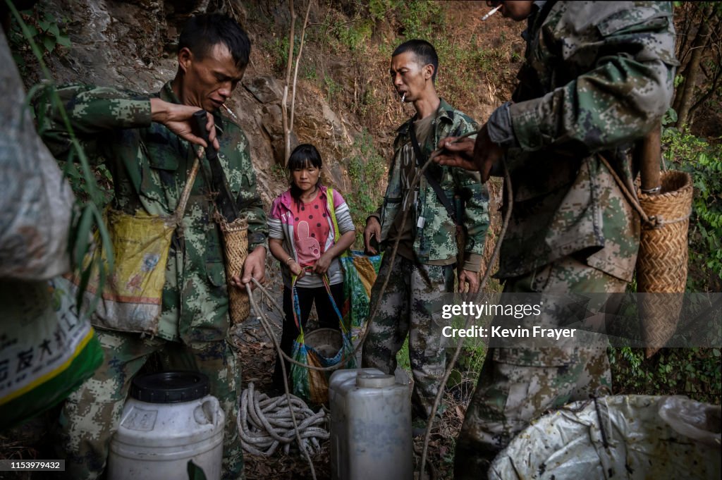 Yunnan Honey Hunters Scale Cliffs For Liquid Gold