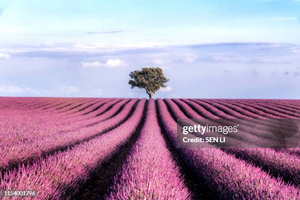 lavender field with a tree in the end against the sky during summer sunset - lavender field stock pictures, royalty-free photos & images