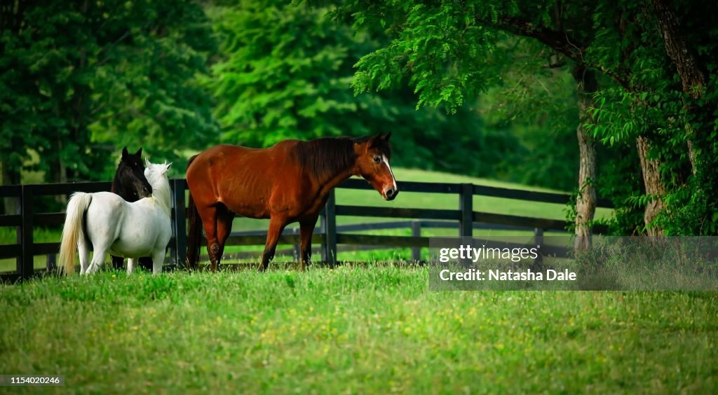 Horses in a field