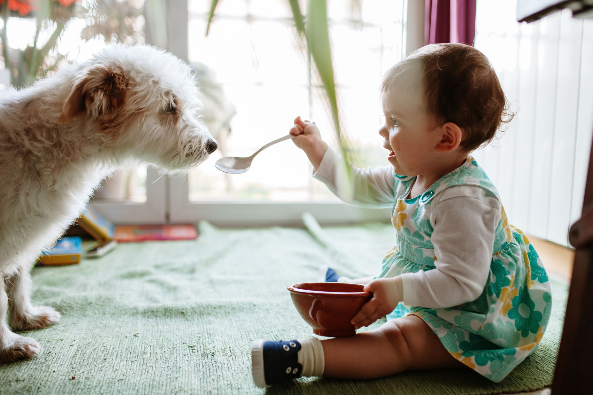 pet feeding