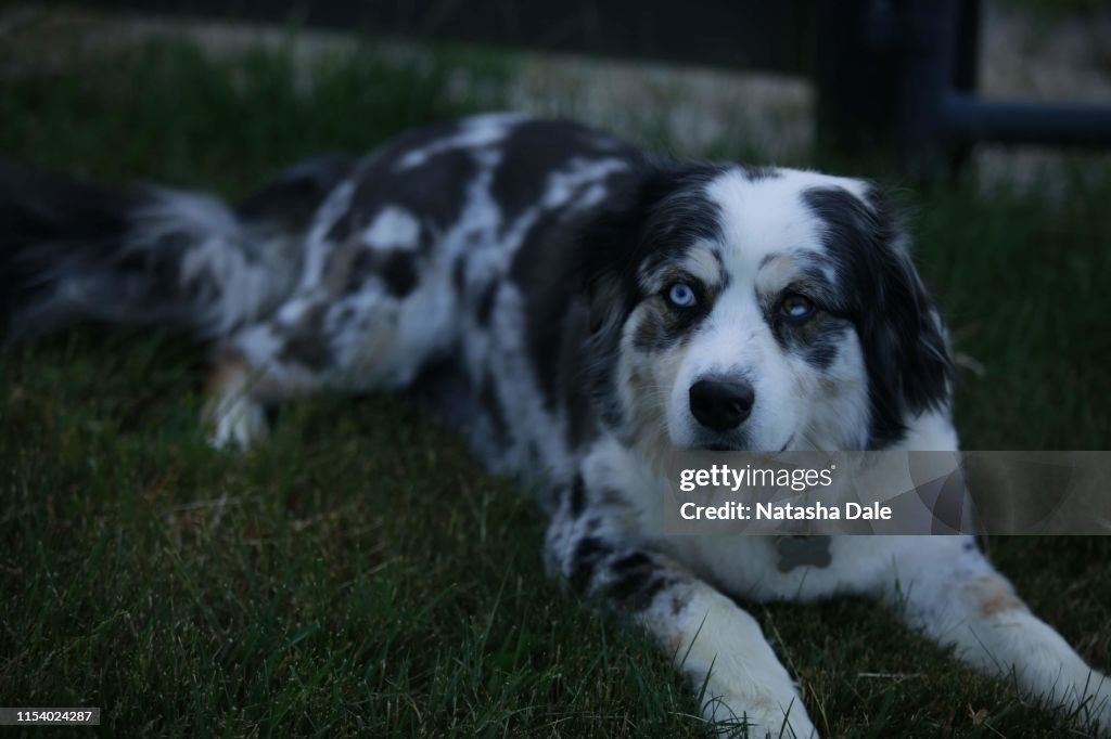 Australian shepherd dog