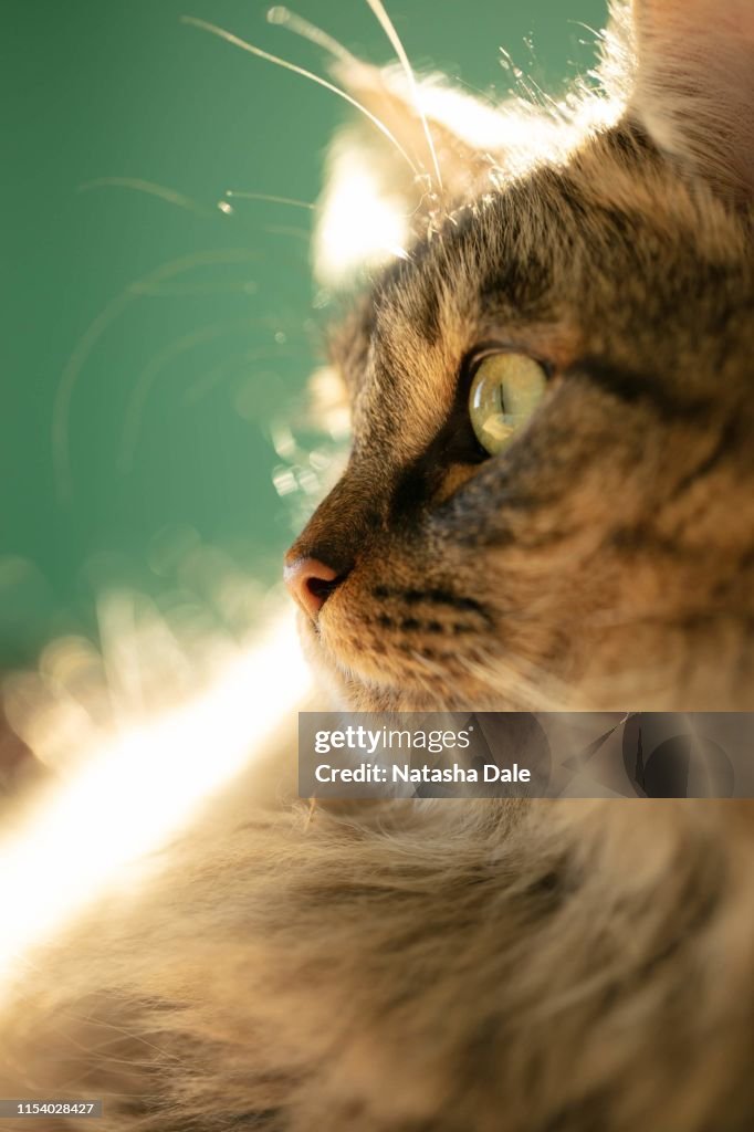 Maine coon cat