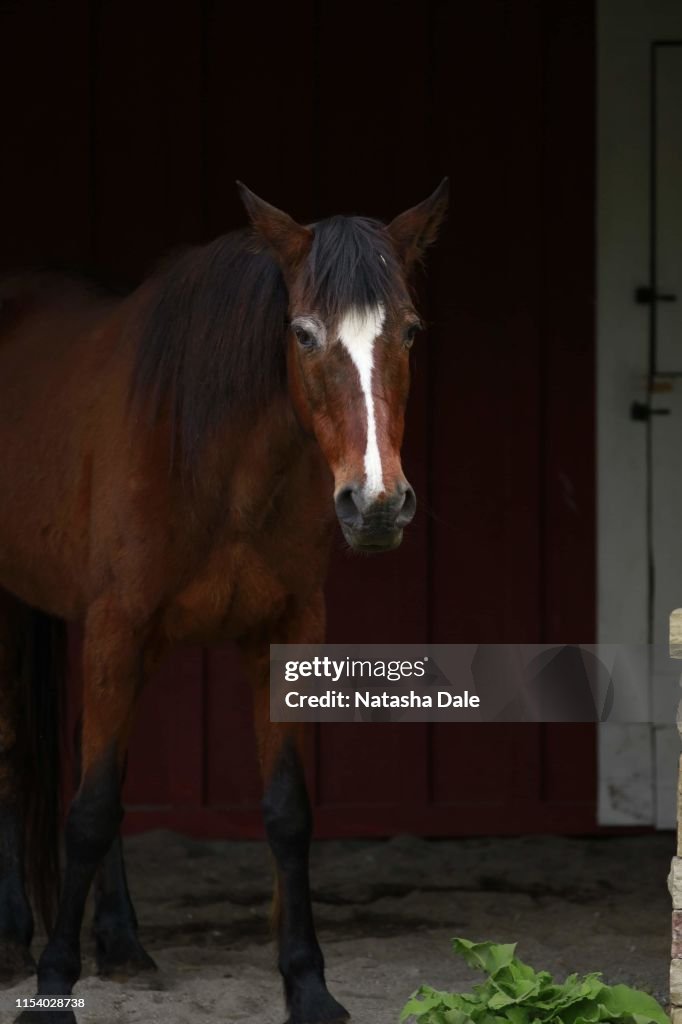 Horse in stable