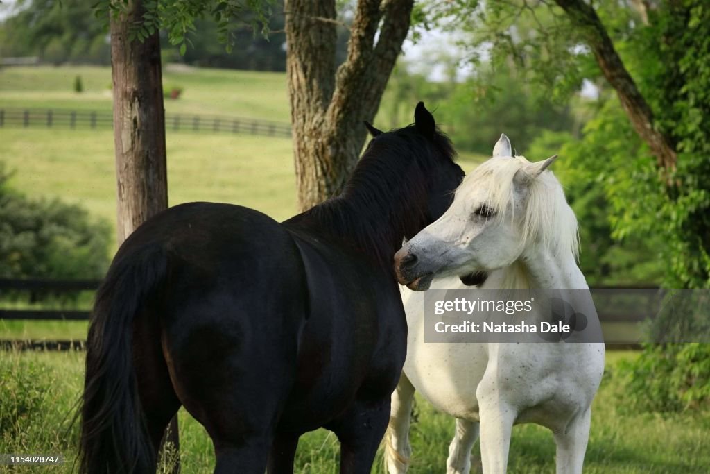 Horses greeting kissing