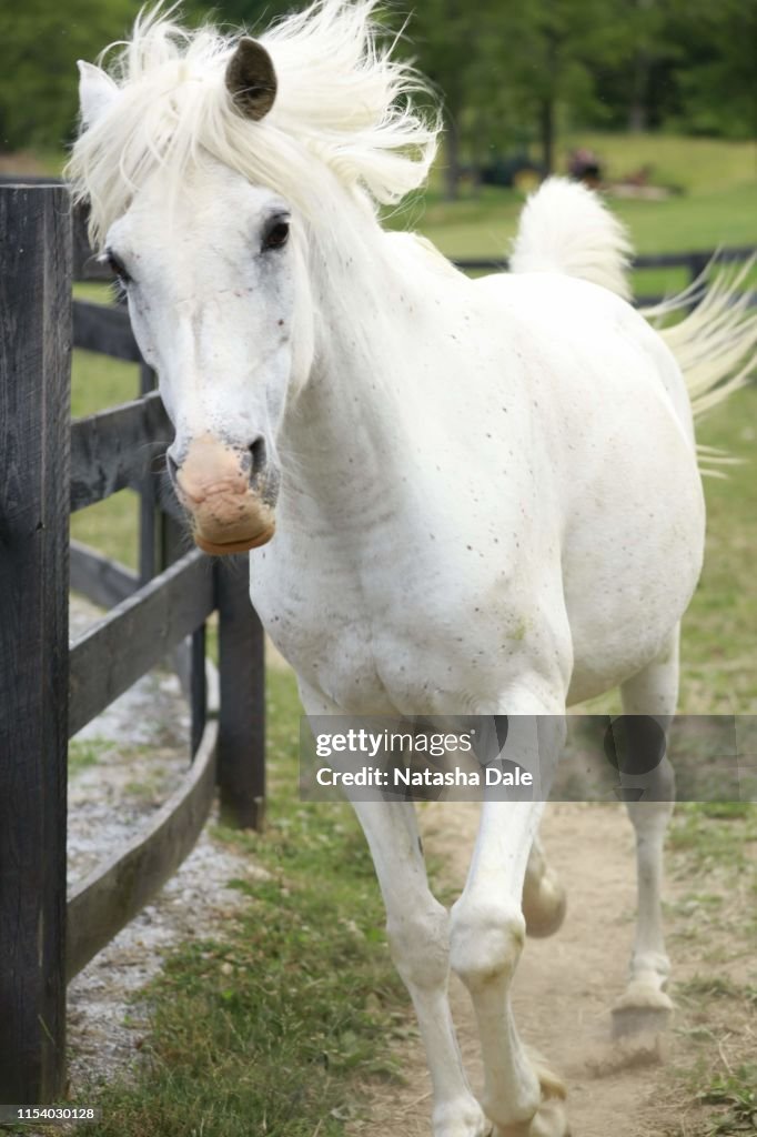 White horse running