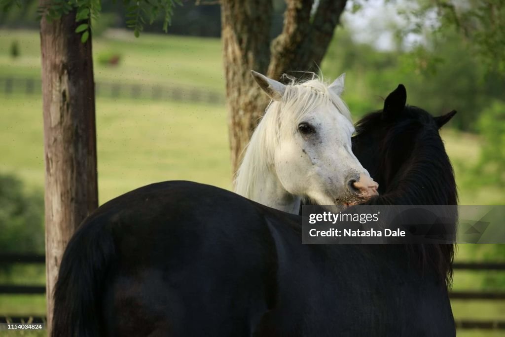 Horses greeting kissing