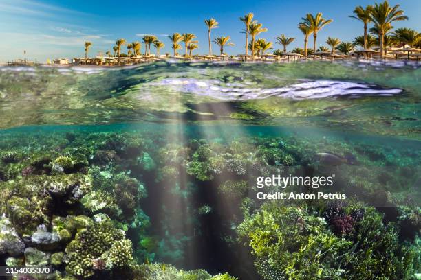 wonderful and beautiful underwater world with corals and tropical fish and palm trees. red sea, egypt - marsa alam stock pictures, royalty-free photos & images